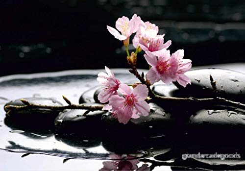 AG Design FTS 0185 Sakura blomma på stenar, papper fototapet 360 x 254 cm 4 delar, papper, multifärg, 0,1 8595577901857