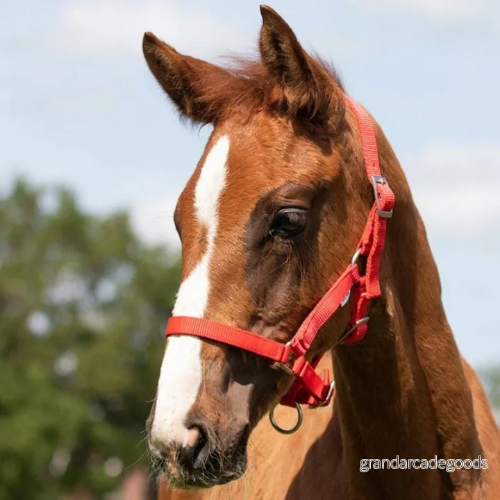 Halter for foal QHP 8718274348408